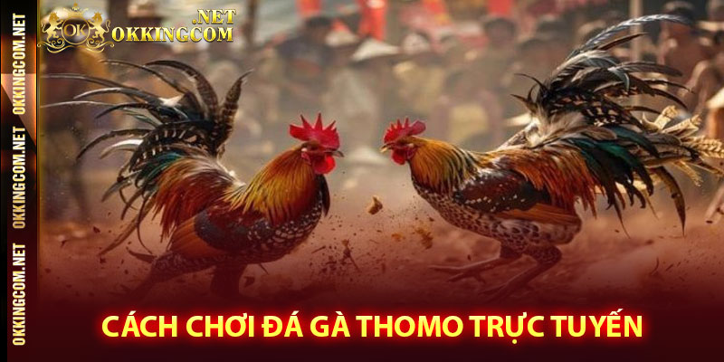 Cách chơi đá gà thomo trực tuyến