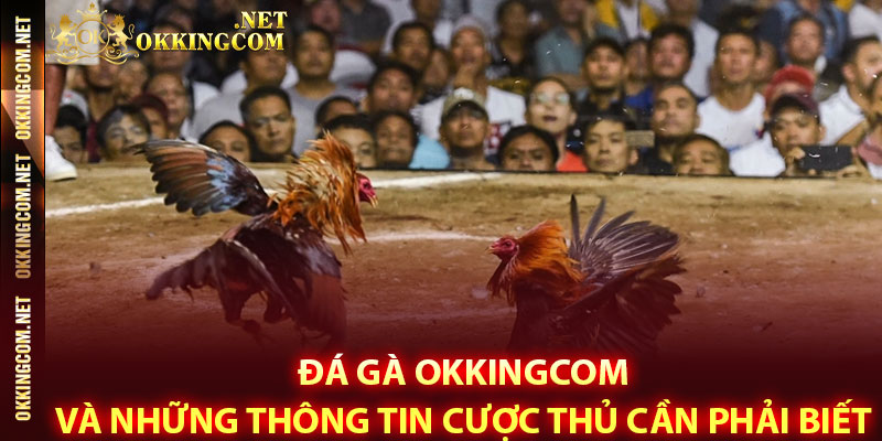 Đá gà Okkingcom và những thông tin cược thủ cần phải biết