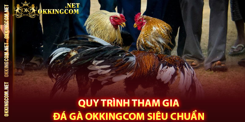 Quy trình tham gia Đá gà Okkingcom siêu chuẩn