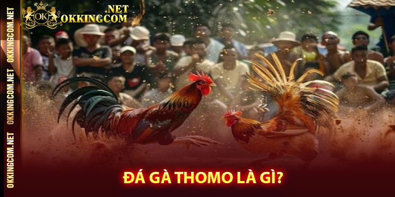 Đá gà thomo là gì?
